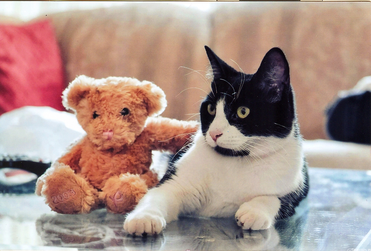 Layla with Teddy.jpg